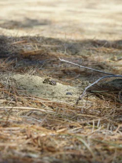 page_28_ground_nest_leif_popup.jpg Photo: Leif Richardson