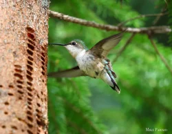 Hummingbird Photo: Mike Parisio