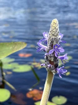 Pickerelweed Photo: Jennifer Peck