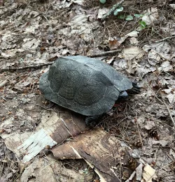 Wood turtle Photo: Jennifer Peck