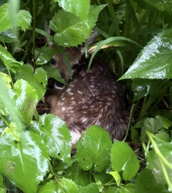 Fawn Photo: Andrew Phelan