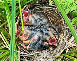 Blackbird chicks Photo: Richard Philben