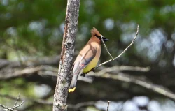 Cedar waxwing Photo: Richard Philben