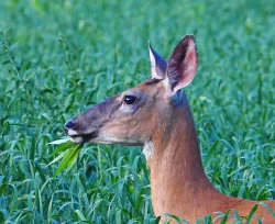 Doe Photo: Richard Philben