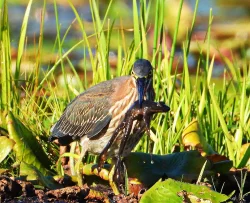 Green heron Photo: Richard Philben