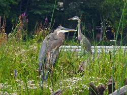 Herons Photo: Richard Philben