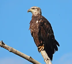 Bald eagle Photo: Richard Philben