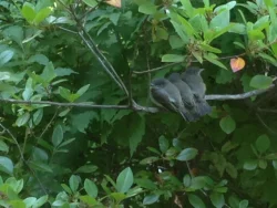 phoebe_fledglings_web.jpg