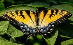 Butterfly Photo: Robert Piepsny