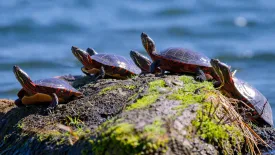 Painted turtle thumbnail