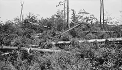pisgah2.jpg Photo: Harvard Forest Archives