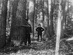 pisgah7.jpg Photo: Harvard Forest Archives