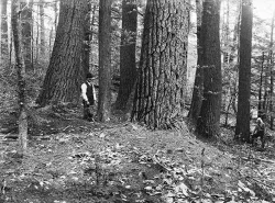 pisgah8.jpg Photo: Harvard Forest Archives