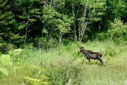 Healthy moose Photo: Stephen Poklemba