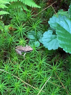Wood frog Photo: Hannah Proctor