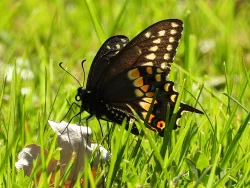 Swallowtail Photo: Marie Rainville