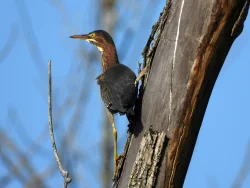 Green heron Photo: Marie Rainville