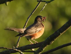 Robin Photo: Marie Rainville