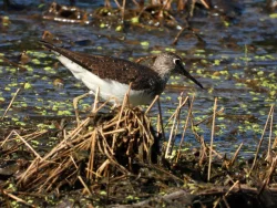 Sandpiper Photo: Marie Rainville