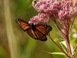 Viceroy Photo: Marie Rainville