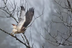 red_tail_yesterday_web5.jpg
