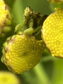 Ambush bug Photo: Lynette Reep