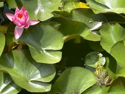 Lily frog Photo: Lynette Reep