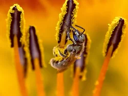 Bee Photo: Lynette Reep