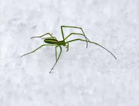 Green weaver spider thumbnail