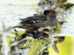 Mergansers Photo: Jackie Robidoux
