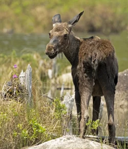 Moose Photo: Jackie Robidoux