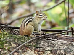 Chipmunk Photo: Carol Roede