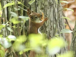Squirrel Photo: Carol Roede