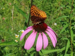 Spangled fritilary Photo: Nate Rosebrooks