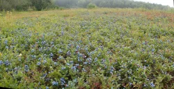 Blueberries Photo: Nate Rosebrooks