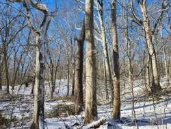 Beech grove Photo: Scott Ruhren