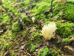 Coral fungus Photo: Scott Ruhren