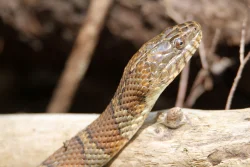 Watersnake Photo: Jackson Saul