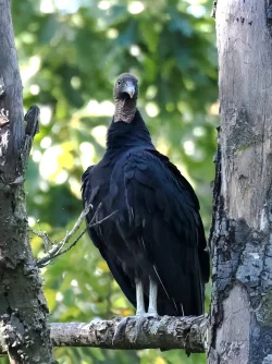Vultures Photo: Charlie Schwarz