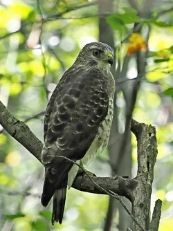 Broad winged hawk Photo: Charlie Schwarz
