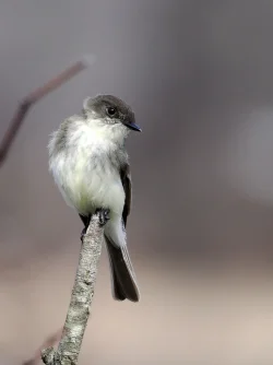 Eastern phoebe Photo: Charlie Schwarz
