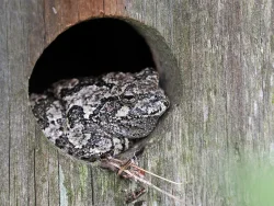 Gray tree frog Photo: Charlie Schwarz