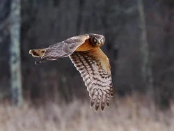 Harrier Photo: Charlie Schwarz