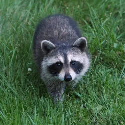 Raccoon Photo: Charlie Schwarz