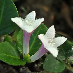 Partridgeberry Photo: Charlie Schwarz