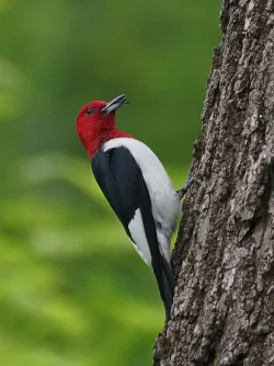 Woodpecker Photo: Charlie Schwarz