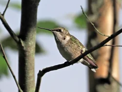 Hummingbird Photo: Charlie Schwarz