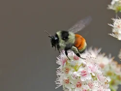 Tri colored bumblebee Photo: Charlie Schwarz