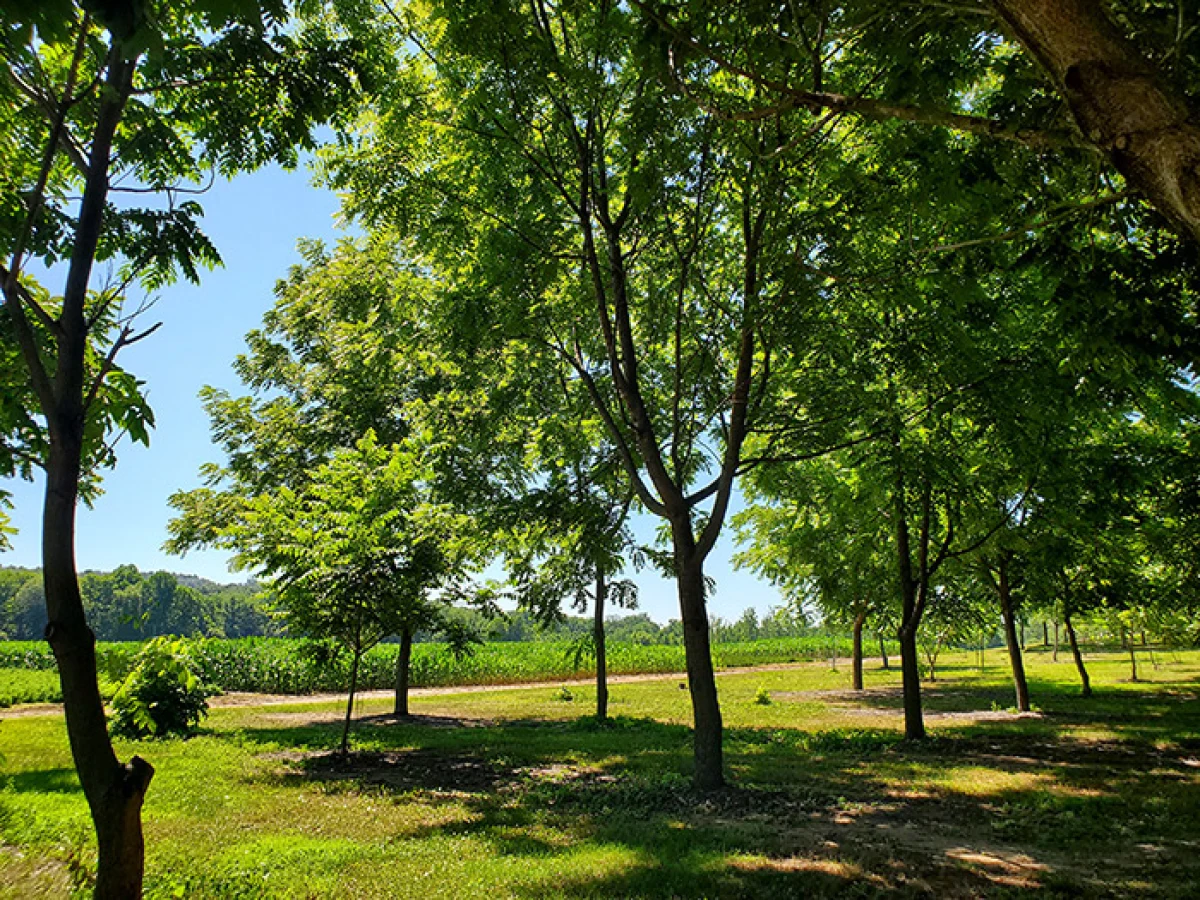 seed_orchard.jpg