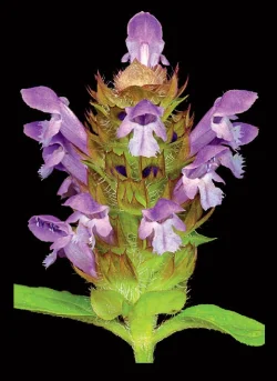 selfheal_jenkins.jpg Photo: Jerry Jenkins